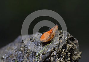 Scutellinia scutellata, commonly known as the eyelash cup, the Molly eye-winker, the scarlet elf cap, the eyelash fungus