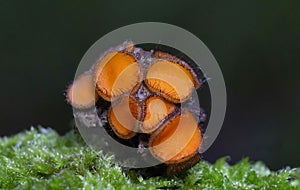 Scutellinia scutellata is known as the eyelash cup. The fruiting bodies are small red cups with long dark eyelash-like hairs.