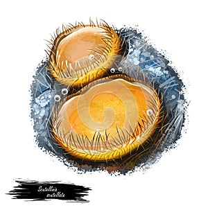 Scutellinia scutellata or Molly eye winker, scarlet elf cap or eyelash pixie cup mushroom closeup digital art illustration. Yellow