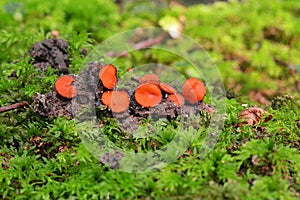 Scutellinia scutellata mushroom