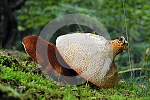 Scutiger pes-caprae mushroom