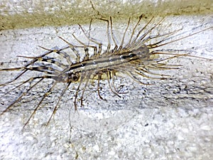 Scutigera coleoptrata