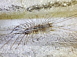 Scutigera coleoptrata