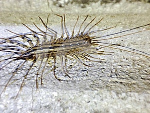 Scutigera coleoptrata