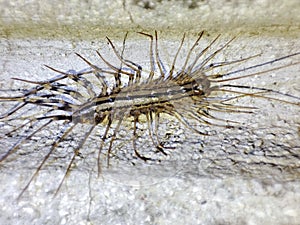 Scutigera coleoptrata