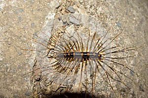 Scutigera coleoptrata