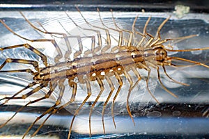 scutigera coleoptrata & x28;Italian scolopendra or millipede / centipede& x29;? It belongs to the animal group of myriapods.