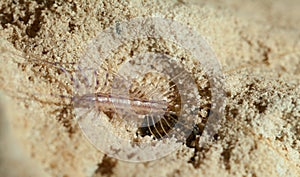 Scutigera hide in sand