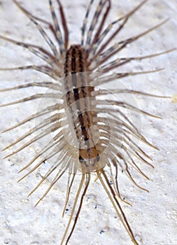 Scutigera, House centipede