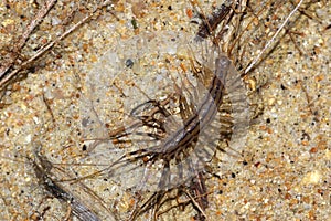 Scutigera, House centipede on the beach