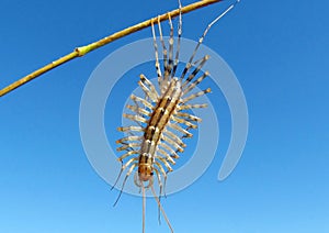 Scutigeromorpha on branch