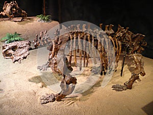 The Scutosaurus Karpinskii - real skeleton