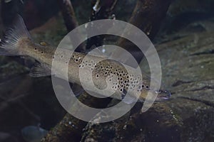 Scyliorhinus canicula Cantabrian sea. The red-tailed, painted or painted Cantabria is a species of carcarriniform elasmobranch of photo