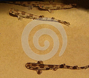 Scyliorhinus canicula (Small-Spotted Catshark) Juvenile