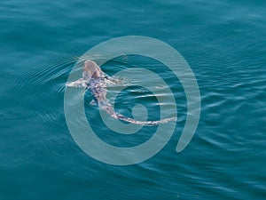 Scyliorhinus canicula small-spotted catshark lesser spotted dogfish photo