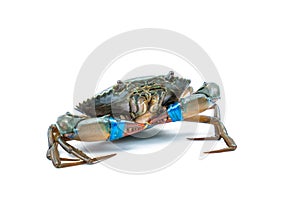 Scylla serrata. Fresh crabs are tied claws with blue plastic ropes on white background.