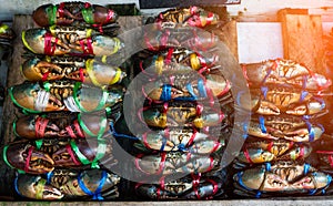 Scylla serrata. Fresh crabs are tied with colorful plastic ropes and arranged in a neat rows at the seafood market in Thailand.