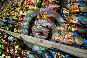 Scylla serrata. Fresh crabs are tied with colorful plastic ropes and arranged in a neat rows at the seafood market in Thailand.