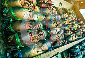 Scylla serrata. Fresh crabs are tied with colorful plastic ropes and arranged in a neat rows at the seafood market in Thailand.