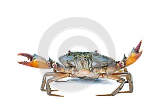 Scylla serrata. Mud crab on white background with copy space.