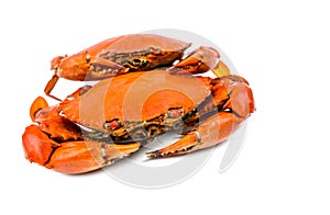 Scylla serrata. Two steamed crab on white background with copy space. photo