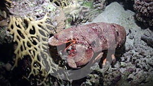 Scyllarides haanii Humpbacked slipper lobster on seabed of Red sea.