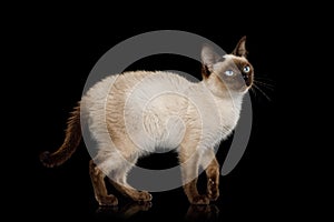 Scyth Toy Bob, the most smallest Cat on Isolated Black Background