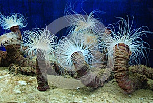 Sea actinia, underwater life, ocean aquarium