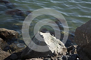 Sea algae water stones and tropoical heat Baja California Mexico photo