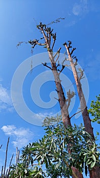 The sea aloes tree has rough brown bark and the tree grows tall