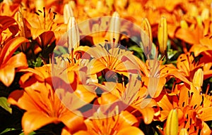 A sea of amazing orange flowers