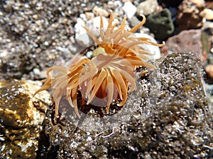 Sea anemone armed with stinging cells launching venom vesicles photo