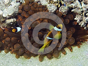 Sea anemon with anemon fishes.