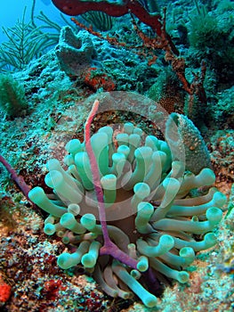 Sea Anemone