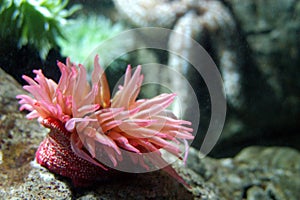 Sea anemone