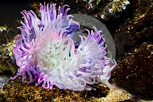 Sea Anemone photo