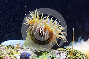 Sea anemone