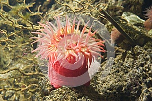 Sea anemone 2