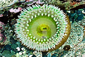 Sea Anemone