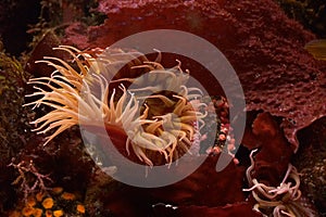 Sea Anemone