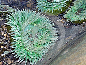 Sea anemone