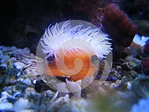 Sea Anemone