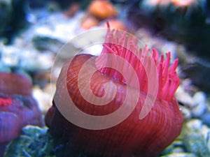 Sea Anemone