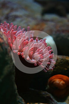 Sea Anemone