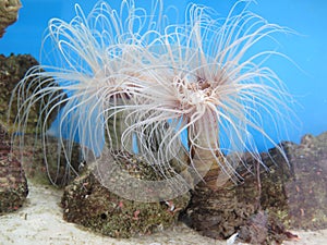 Sea Anemone