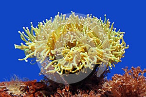 Sea Anemone