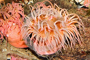 Sea Anemone