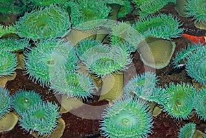 Sea Anemone