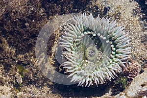 Sea Anemone