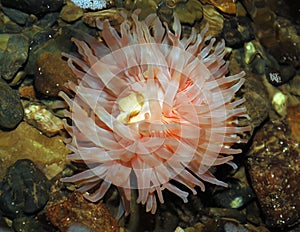 Sea anemone